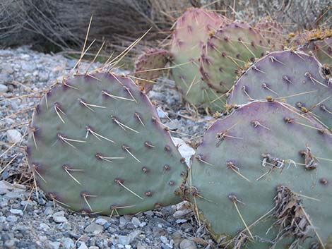 Tulip Pricklypear (Opuntia phaeacantha)