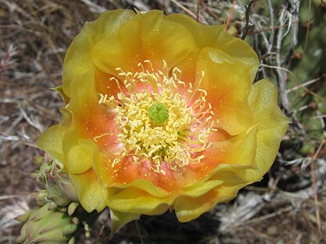 Tulip Pricklypear (Opuntia phaeacantha)