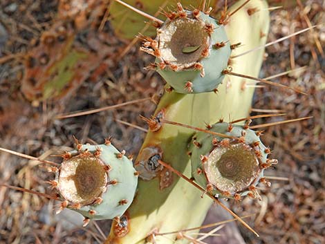 Tulip Pricklypear (Opuntia phaeacantha)