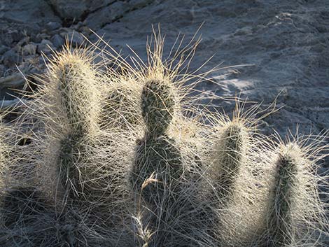 Grizzlybear Cactus (Opuntia polyacantha var. erinacea)