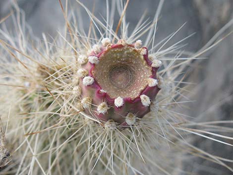 Grizzlybear Cactus (Opuntia polyacantha var. erinacea)