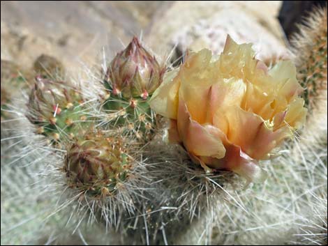 Grizzlybear Cactus (Opuntia polyacantha var. erinacea)