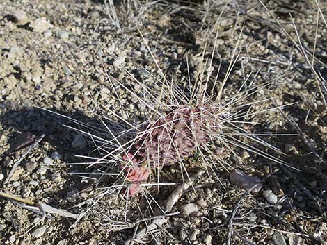 Porcupine Pricklypear (Opuntia polyacantha var. hystricina)