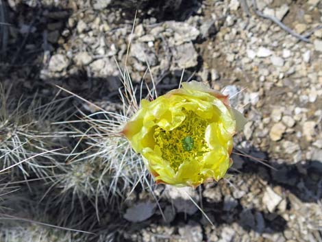 Porcupine Pricklypear (Opuntia polyacantha var. hystricina)