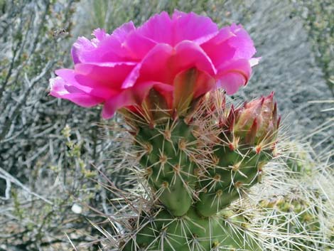 Porcupine Pricklypear (Opuntia polyacantha var. hystricina)