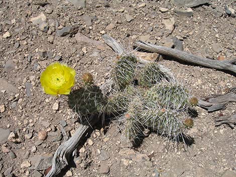 Hairspine Cactus (Opuntia polyacantha var. polyacantha)