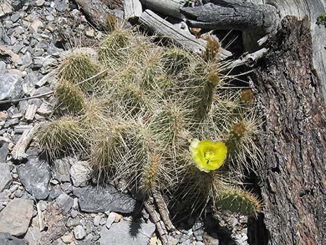 Hairspine Cactus (Opuntia polyacantha var. polyacantha)