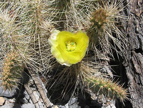 Hairspine Cactus (Opuntia polyacantha var. polyacantha)