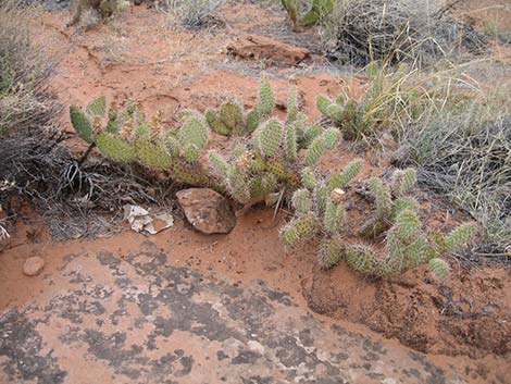 Hairspine Cactus (Opuntia polyacantha var. polyacantha)