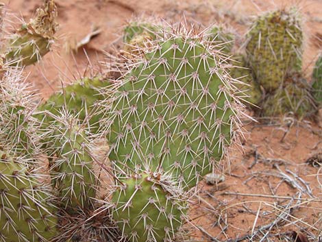 Hairspine Cactus (Opuntia polyacantha var. polyacantha)