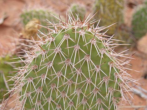 Hairspine Cactus (Opuntia polyacantha var. polyacantha)