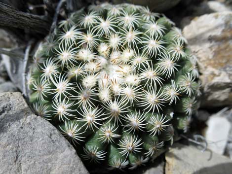 Mountain Ball Cactus (Pediocactus simpsonii)