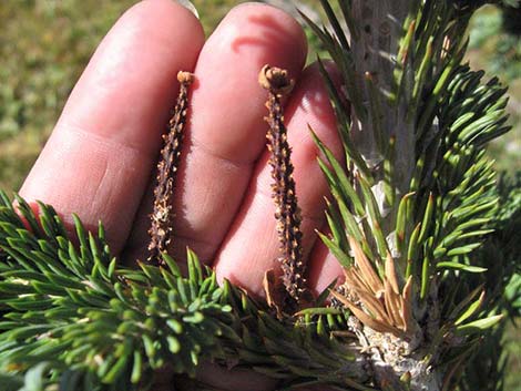 White Fir (Abies concolor)