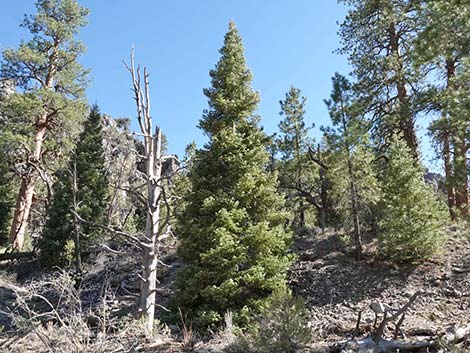 White Fir (Abies concolor)