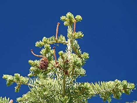 White Fir (Abies concolor)