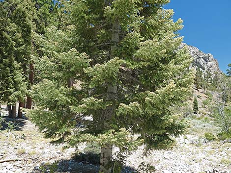 White Fir (Abies concolor)