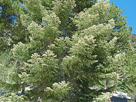 White Fir (Abies concolor)