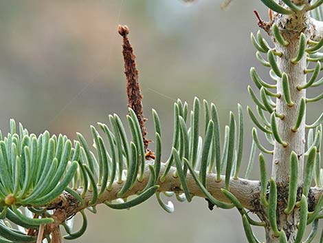 White Fir (Abies concolor)