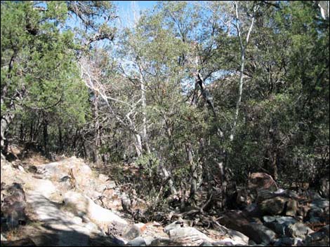 Arizona Cypress (Cupressus arizonica)