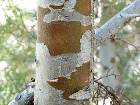 Arizona Cypress (Cupressus arizonica)