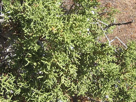 California Juniper (Juniperus californica)