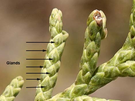 California Juniper (Juniperus californica)