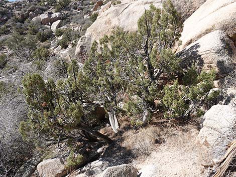 California Juniper (Juniperus californica)