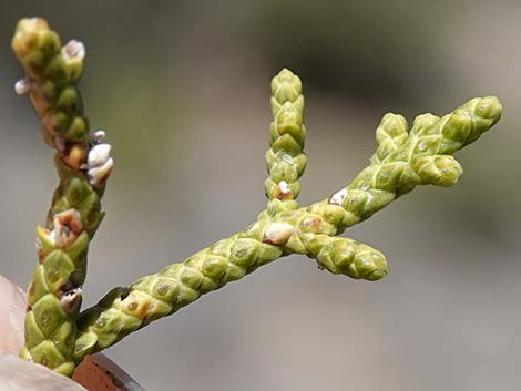 California Juniper (Juniperus californica)