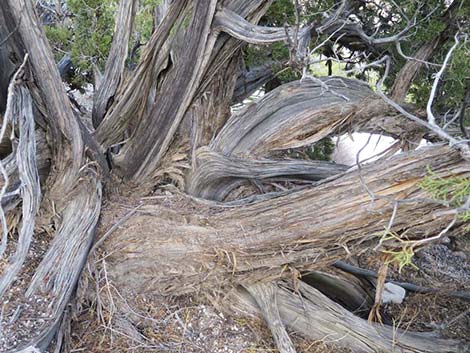 California Juniper (Juniperus californica)