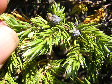 Common Juniper (Juniperus communis)