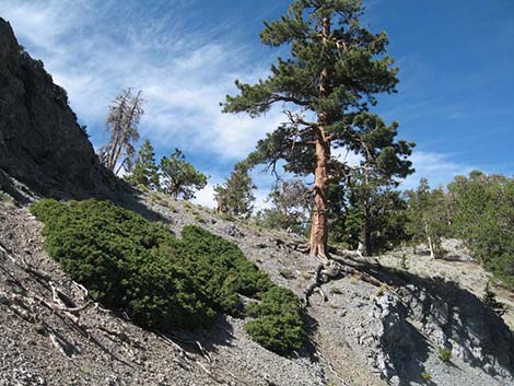 Common Juniper (Juniperus communis)