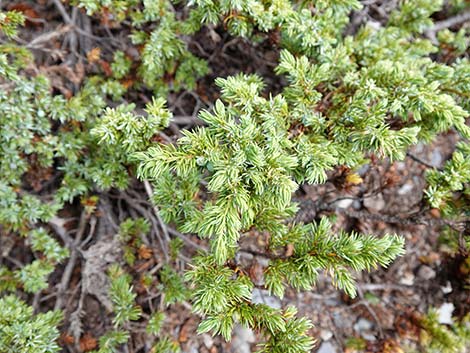 Common Juniper (Juniperus communis)