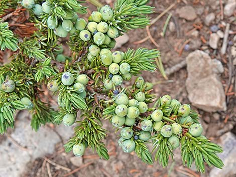 Common Juniper (Juniperus communis)