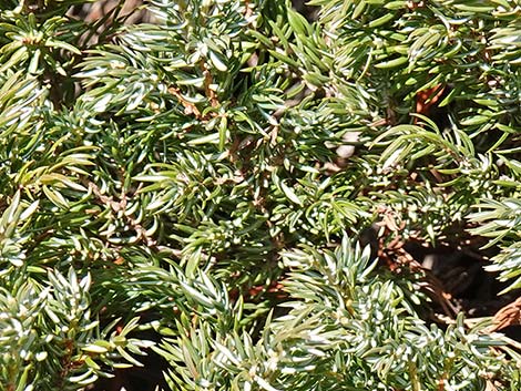 Common Juniper (Juniperus communis)