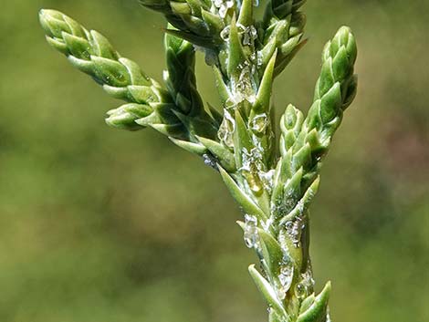 One-Seed Juniper (Juniperus monosperma)