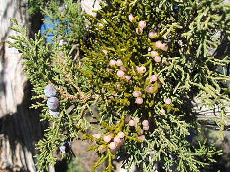 Utah Juniper (Juniperus osteosperma)