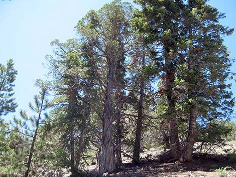 Rocky Mountain Juniper (Juniperus scopulorum)