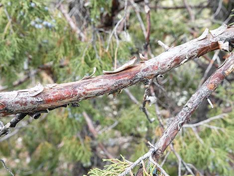 Rocky Mountain Juniper (Juniperus scopulorum)