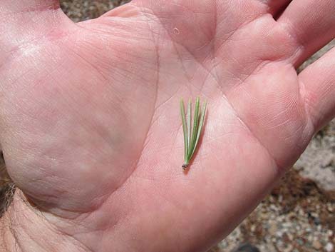 Southern Foxtail Pine (Pinus balfouriana austrina)