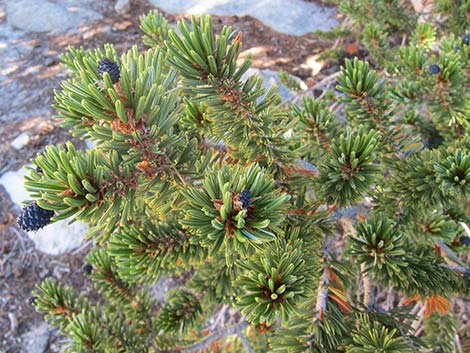 Southern Foxtail Pine (Pinus balfouriana austrina)