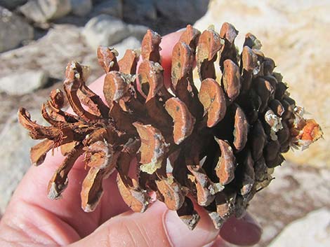 Southern Foxtail Pine (Pinus balfouriana austrina)