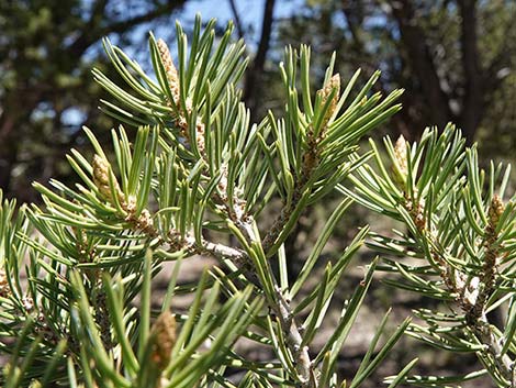 Two-needle Pinyon Pine (Pinus edulis)