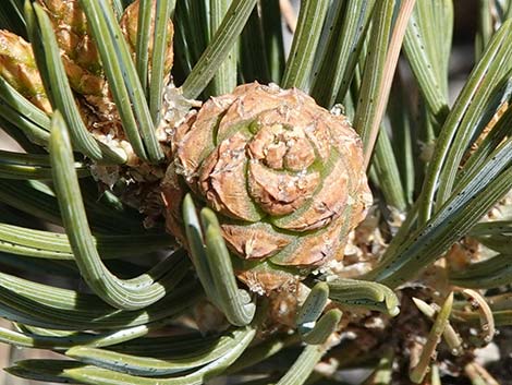 Two-needle Pinyon Pine (Pinus edulis)