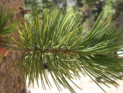 Limber Pine (Pinus flexilis)