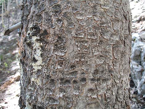 Limber Pine (Pinus flexilis)