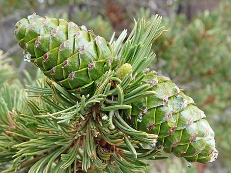 Limber Pine (Pinus flexilis)