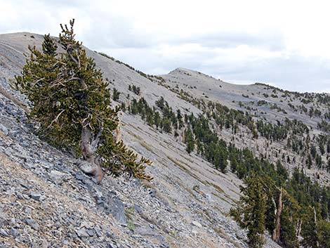 Great Basin Bristlecone Pine (Pinus longaeva)