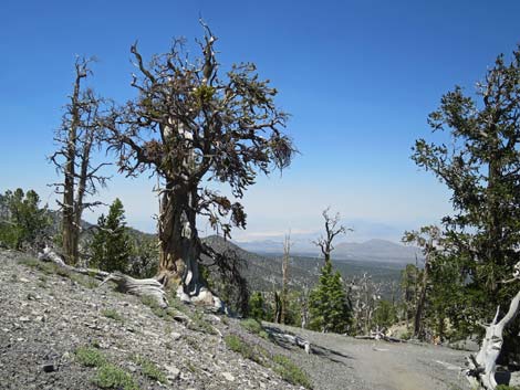 Great Basin Bristlecone Pine (Pinus longaeva)