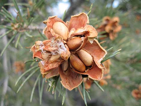 Singleleaf Pinyon Pine (Pinus monophylla)