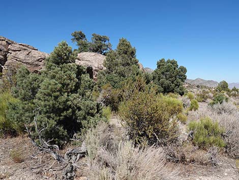 Singleleaf Pinyon Pine (Pinus monophylla)